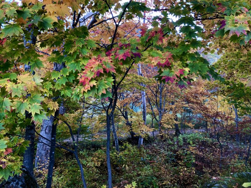 志賀高原の紅葉 2020/10/20-Autumn leaves-