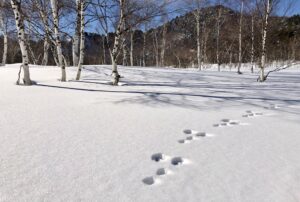 ウサギの足跡