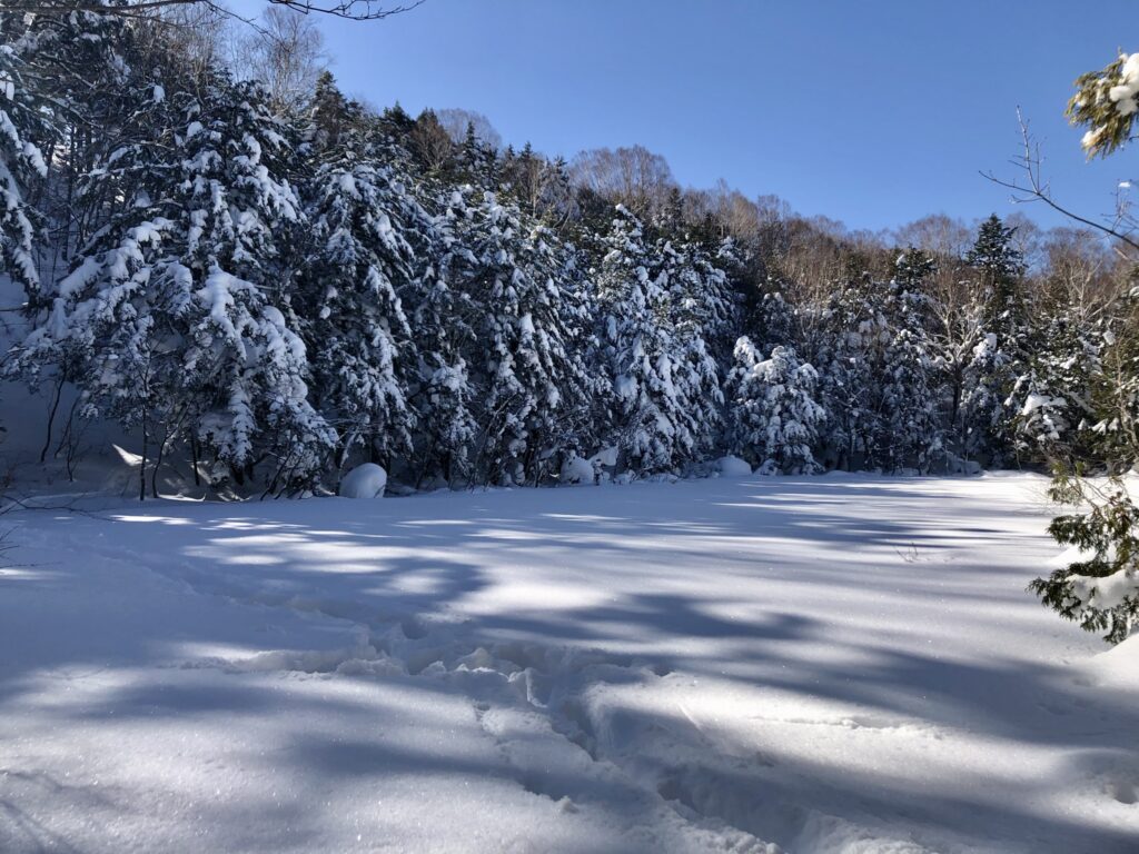 日陰湿原