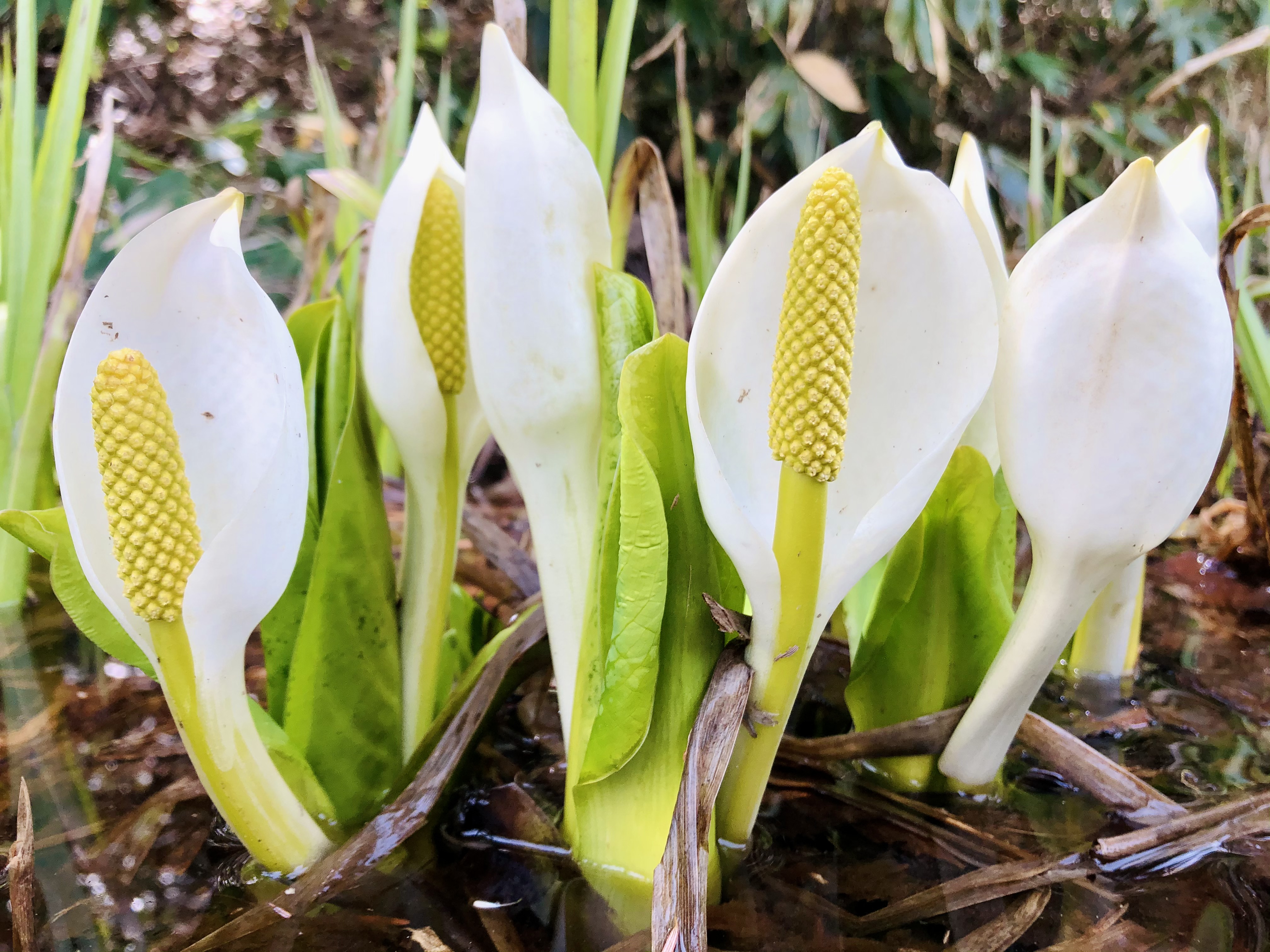 志賀高原の春の花々 5月 志賀高原 ホテル白樺荘 公式