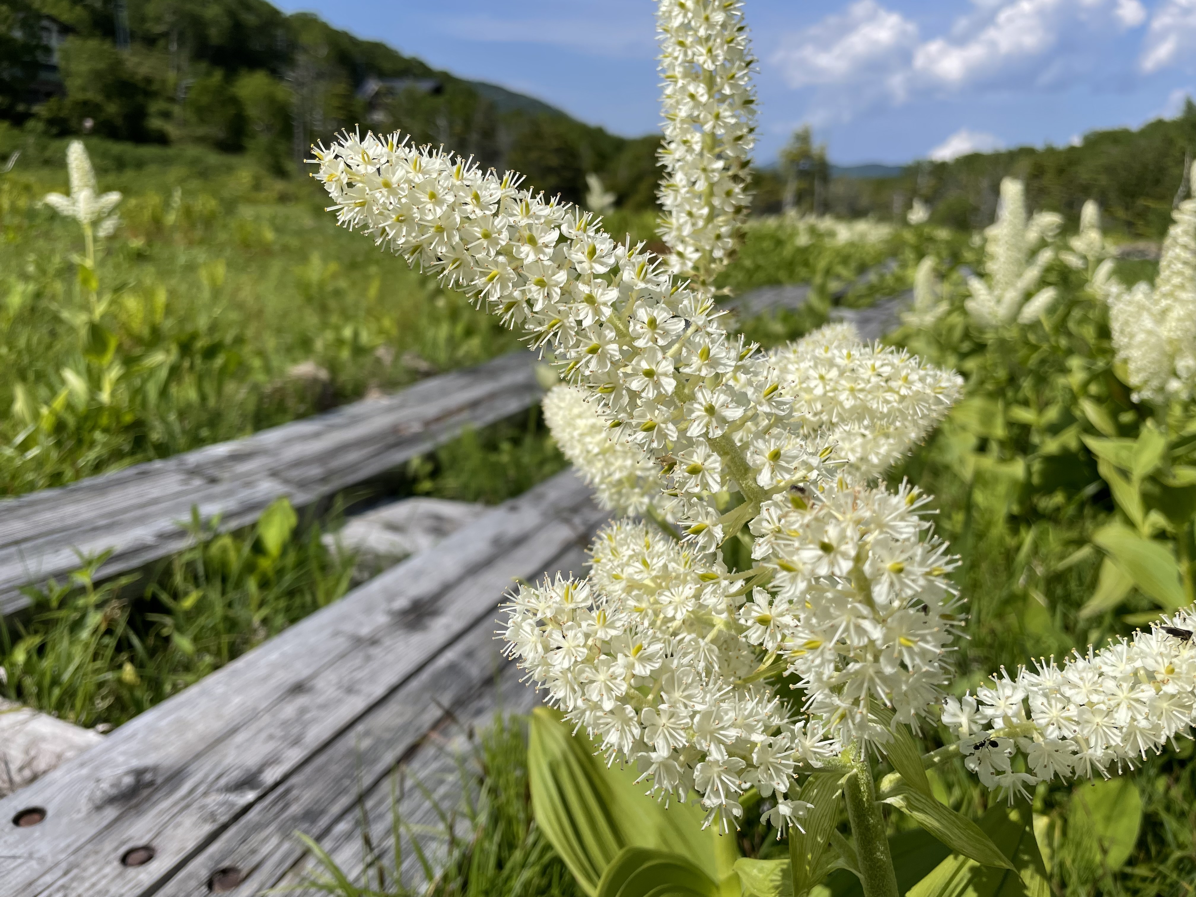 コバイケイソウ せせらぎ遊歩道 志賀高原 ホテル白樺荘 公式