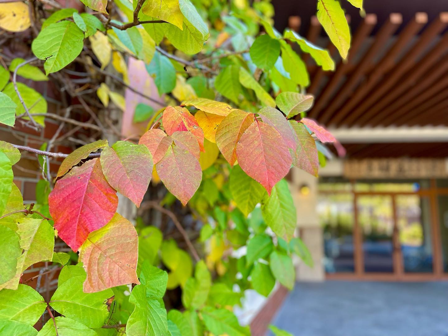 志賀高原 蓮池の紅葉状況 21年10月5日 Fall Leaves Of Shiga Kogen 志賀高原 ホテル白樺荘 公式