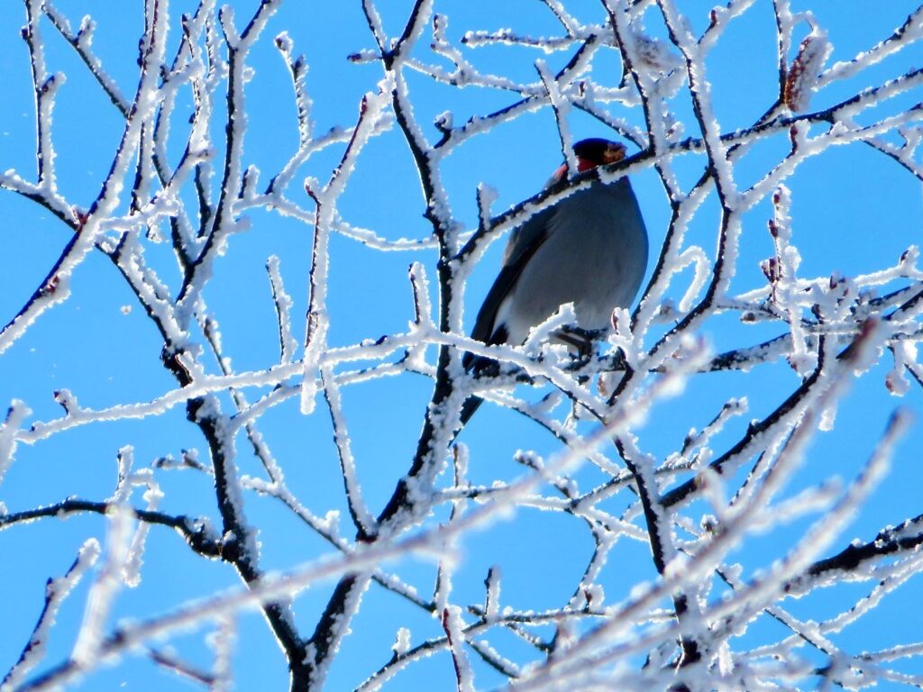 野鳥 -ウソ-